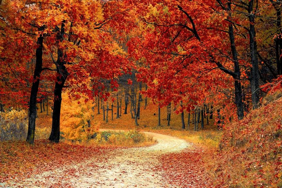 Autumnal Favourites