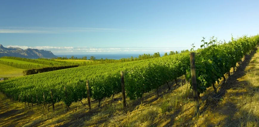 Waterkloof Wines