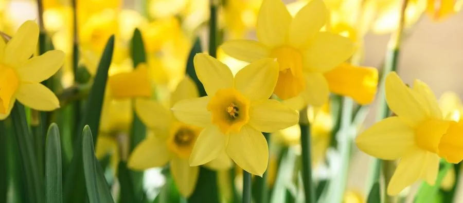 Spring Offers