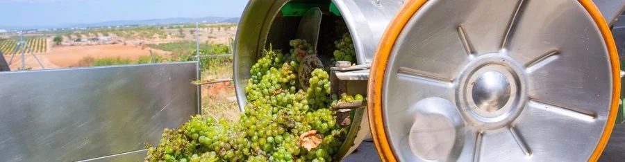 The Winemaking Process: From Grapes to Glass