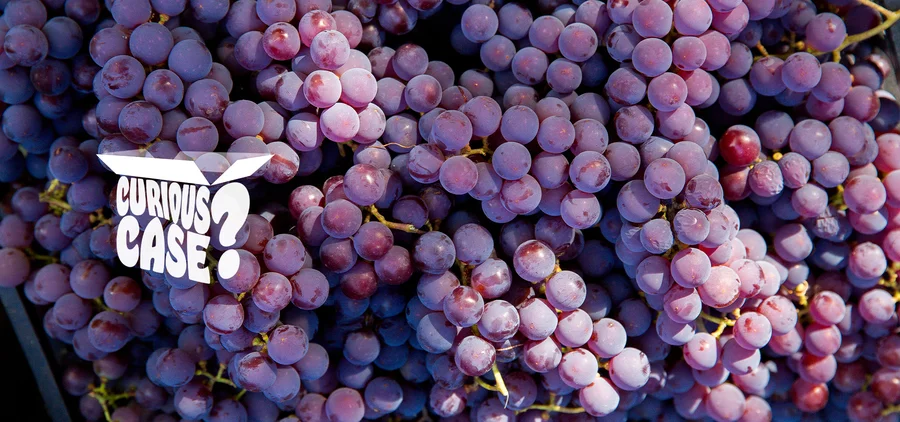 Curious Case August 2025 - Pinot This Pinot That