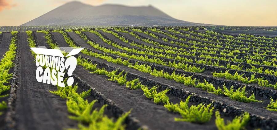 Curious Case September 2025 - The Earth’s Embrace: Volcanic Wines