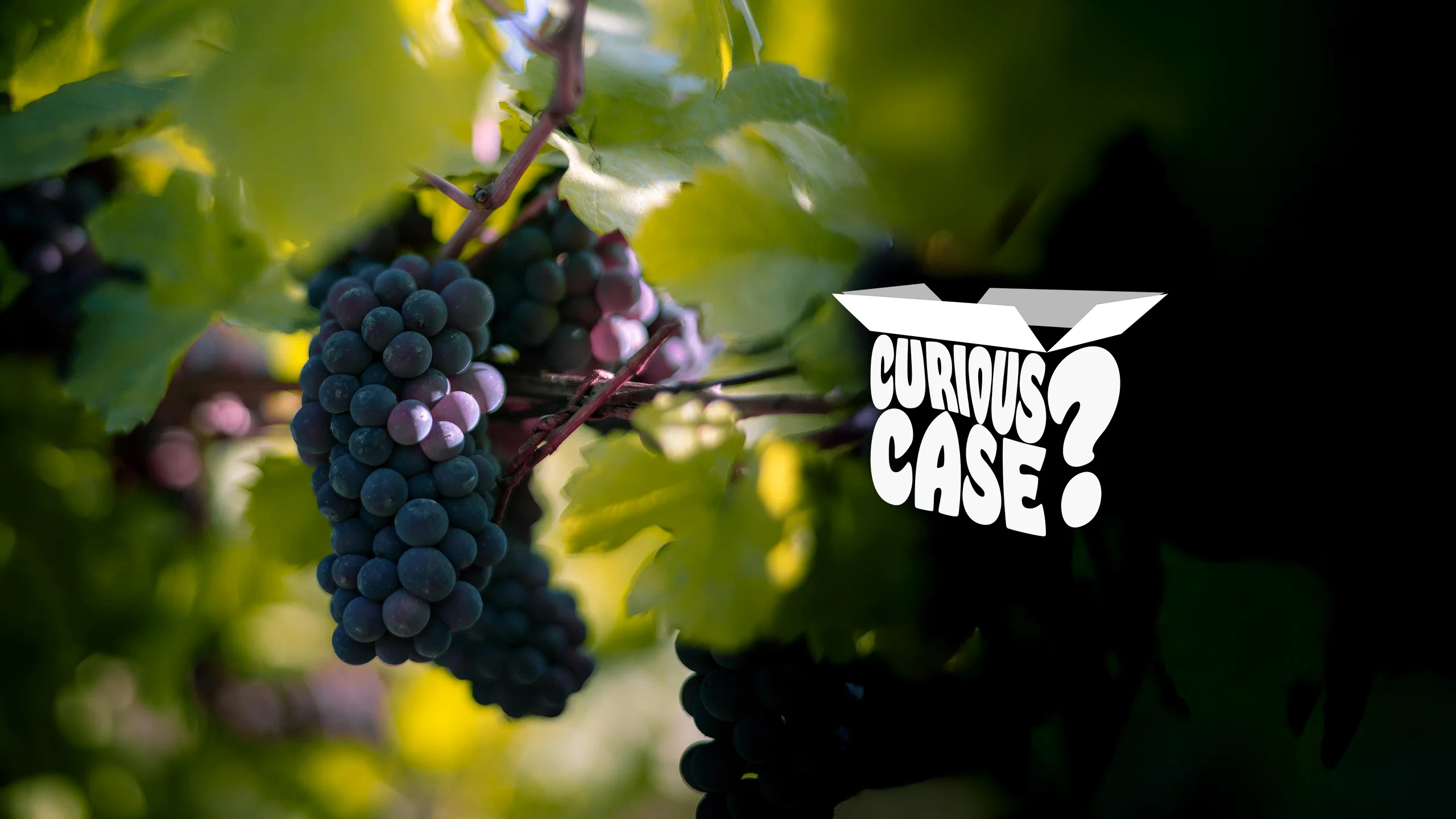 Grapes You Should Know