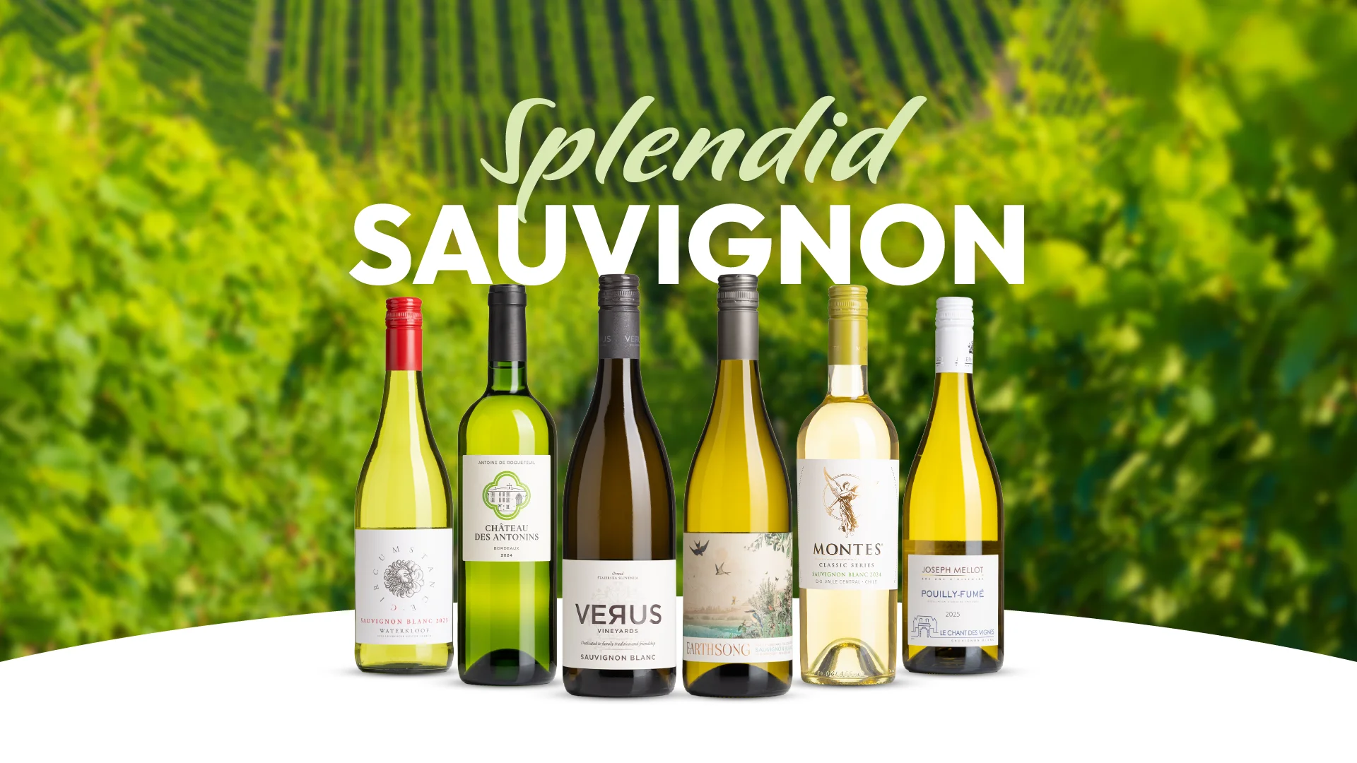 The Curious Case July 2026 - Splendid Sauvignon